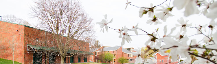 Blooming Tree and building Flowers blossoms and brick building in background